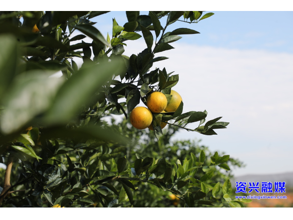 初冬“丰”景线 流华湾千亩冰糖橙甜蜜挂果