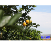 初冬“丰”景线 流华湾千亩冰糖橙甜蜜挂果