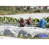 唐洞街道香花村：百亩香芋“穿冬衣”