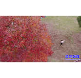 东江街道：枫树换“红妆” “枫景”无限好