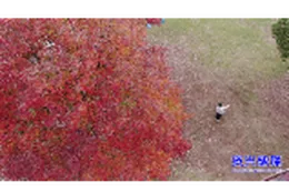 组图 | 资兴市东江街道：枫树换“红妆” “枫景”无限好