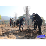 当好东道主 办好旅发会 | 植绿添绿兴生态 扮靓家园助旅发