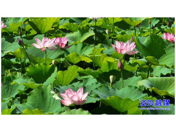 暑气蒸腾万物盛 今日迎来大暑节气