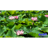 暑气蒸腾万物盛 今日迎来大暑节气