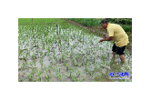 市气象局：精细服务，强降雨后开展水稻调查