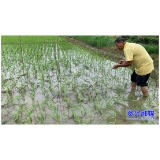 市气象局：精细服务，强降雨后开展水稻调查