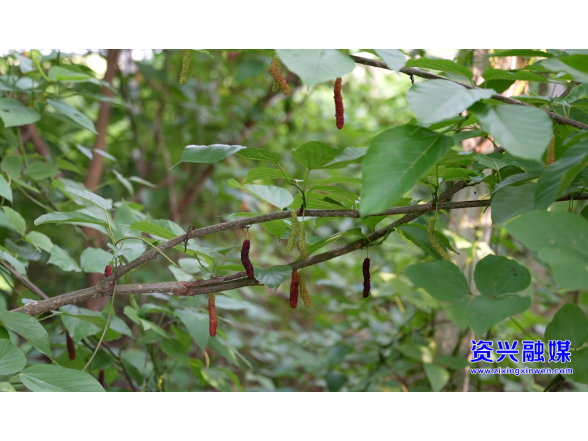 开局八好·兴城乡强区域丨四月“葚”好  为乡村振兴添“甜蜜动能”