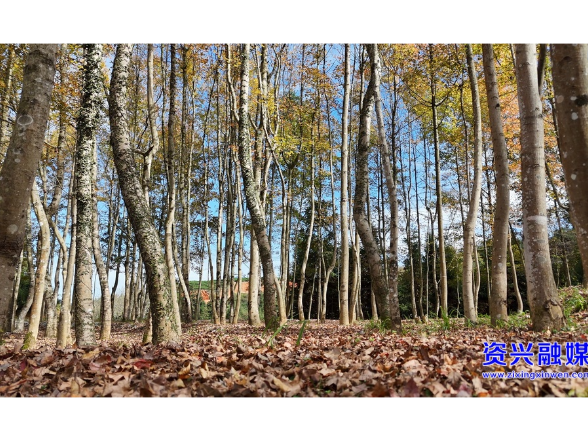 最美“枫”景线!快来塘家湾村定格缤纷初冬之美