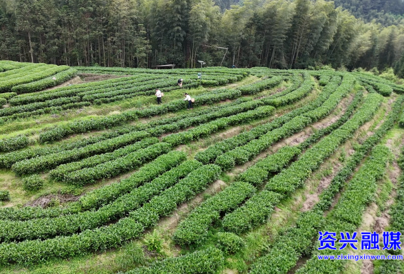 资兴工匠  ▏胡聂乐：匠心打造制茶路