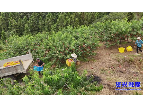 黄桃新鲜上市！州门司镇新江村黄桃引客商抢购
