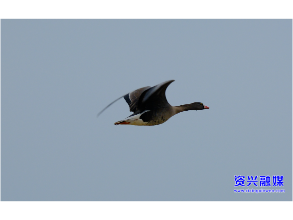 小白额雁首访 ,东江湖畔越冬水鸟上新!