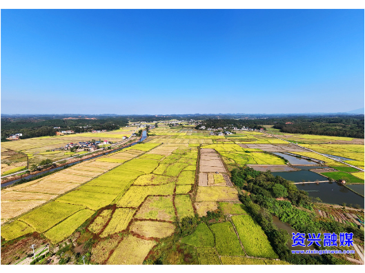 沃野铺金稻飘香 我市各地晚稻秋收正酣