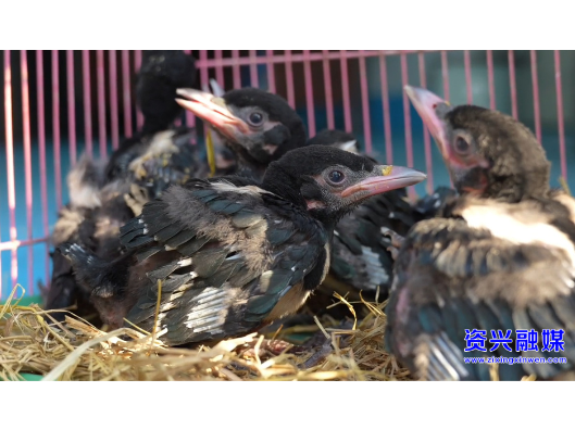 巡线遇雏鸟,电力人用爱心守护“蓝天精灵”