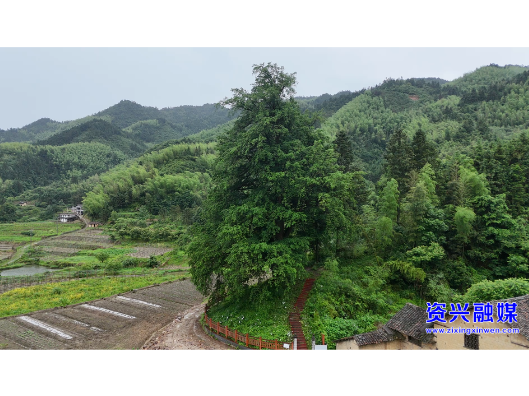 开局八好·重“双碳”促转型丨我市多措并举守护古树名木 筑牢“绿色活化石”安全屏障