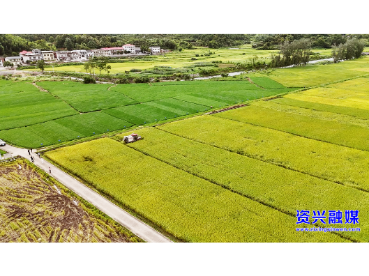 我市早稻开镰收割 金黄稻浪里绘就丰收新图景
