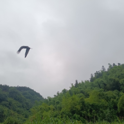 中毒黑鸢获救助 十日后重返蓝天