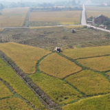 唐洞街道 : “机械化”抢收晚稻 田间奏响“丰收曲”