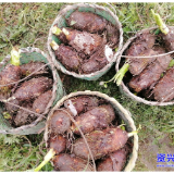 唐洞街道:越冬香芋丰收 产销两旺助农增收