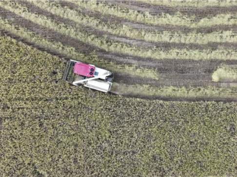 晚稻丰收在望 科技赋能助力增产增效