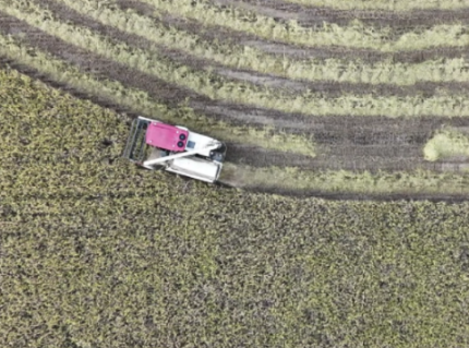 晚稻丰收在望 科技赋能助力增产增效