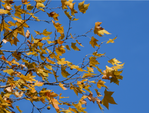 梧桐染金醉东江