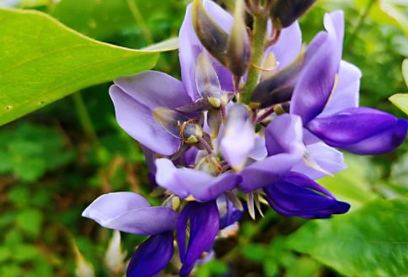 望云峰 王柏林 野葛花开了 之三
