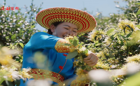 一朵金银花  铺就富民路