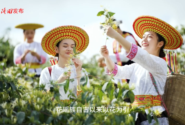 这里是隆回，这里是中国金银花之乡和龙牙百合之乡！