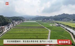 羊古坳镇雷峰村：再生稻头季获丰收 亩产811.8公斤