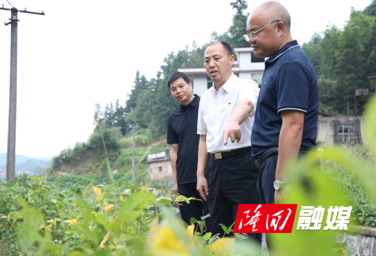 刘厚见到羊古坳镇、金石桥镇调研督导乡村振兴、农村集体 “三资” 管理及高标准农田建设突出问题整治工作
