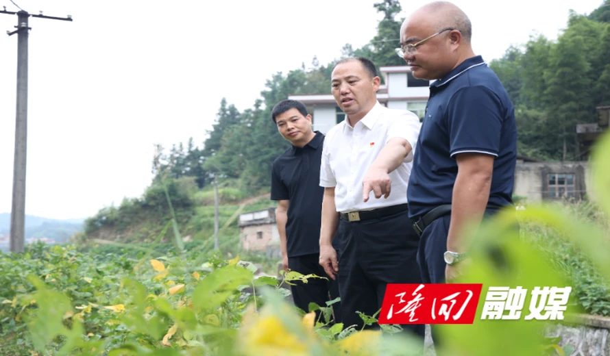 刘厚见到羊古坳镇、金石桥镇调研督导乡村振兴、农村集体 “三资” 管理及高标准农田建设突出问题整治工作
