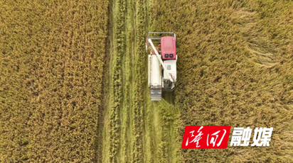 三阁司镇：晚稻收割忙 科技助力秋粮颗粒归仓
