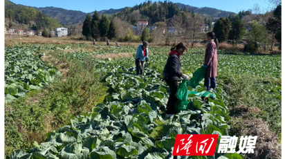 麻塘山乡：有机包菜丰收 15万斤直供上海餐桌