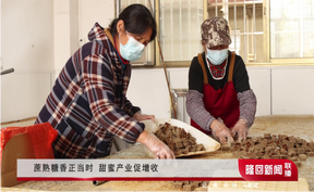 蔗熟糖香正当时 甜蜜产业促增收