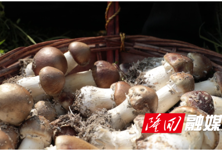 超级稻田“菇”舞人心绘“丰”景