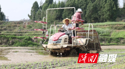 西洋江镇：早稻插秧忙 沃野染新绿