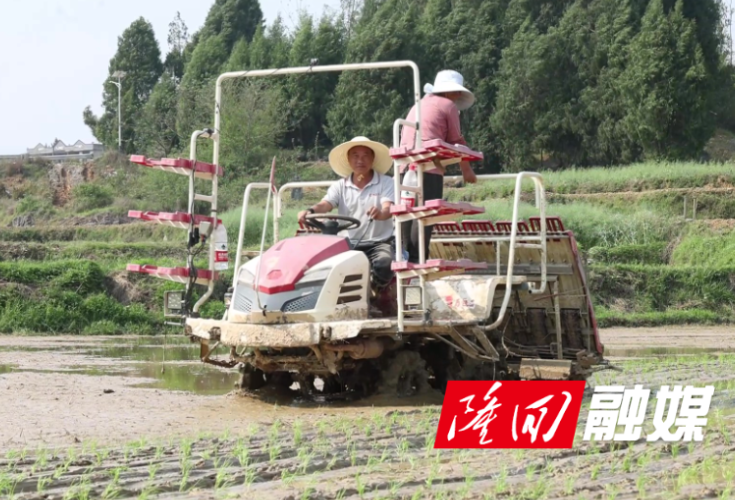 西洋江镇：早稻插秧忙 沃野染新绿