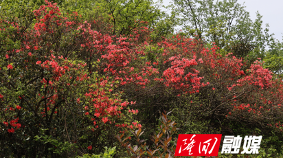 春日芳菲盛 山野映山红