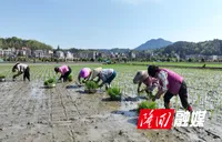 抢抓农时忙插秧 再生稻高产示范全面启动