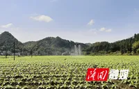 隆回高质量完成2026年烟叶病虫害统防统治工作