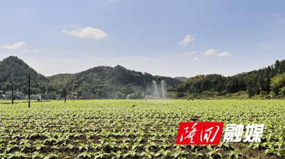 隆回高质量完成2026年烟叶病虫害统防统治工作