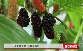 暮春桑葚熟 采摘正当时