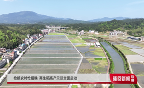 抢抓农时忙插秧 再生稻高产示范全面启动