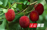 六都寨镇：杨梅缀枝采摘热 甜蜜产业助振兴