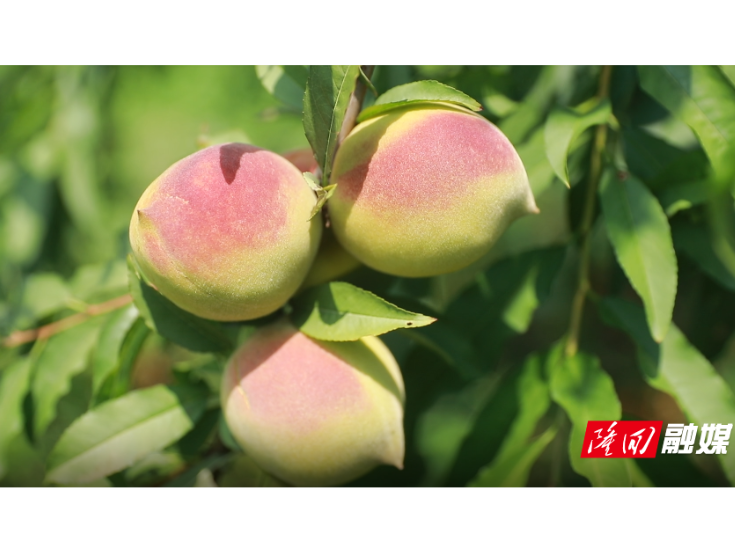 桃园结硕果 采摘促增收