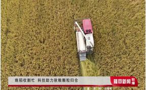 晚稻收割忙 科技助力秋粮颗粒归仓