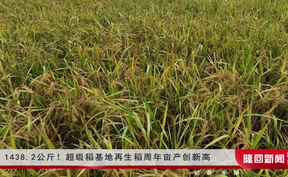 1438.2公斤！超级稻基地再生稻周年亩产创新高
