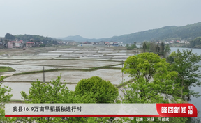 隆回县16.9万亩早稻插秧进行时