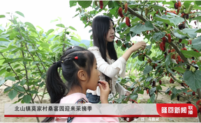 北山镇莫家村桑葚园迎来采摘季