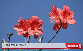 高山花海庆“五一”